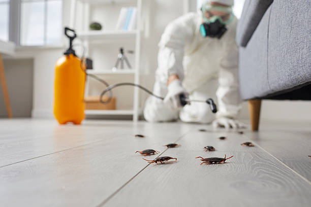 Trusted Ant Control service in California Polytechnic State University, CA - Nex Pest Control